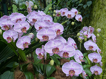 Botanic Garden Orchids JS
